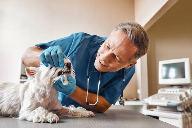 Best Mobile Emergency Dentist in Richmond West, FL